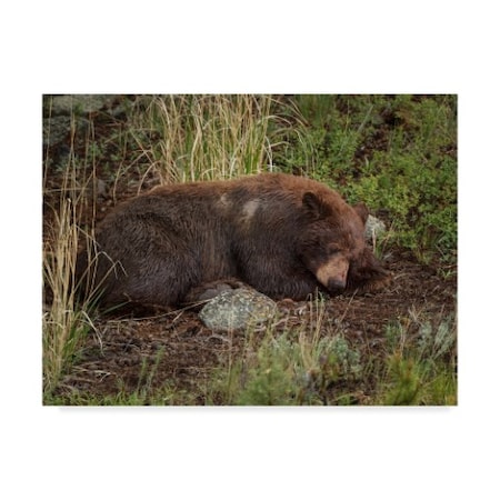Galloimages Online 'Cinnamon Bear Sleeps' Canvas Art,24x32